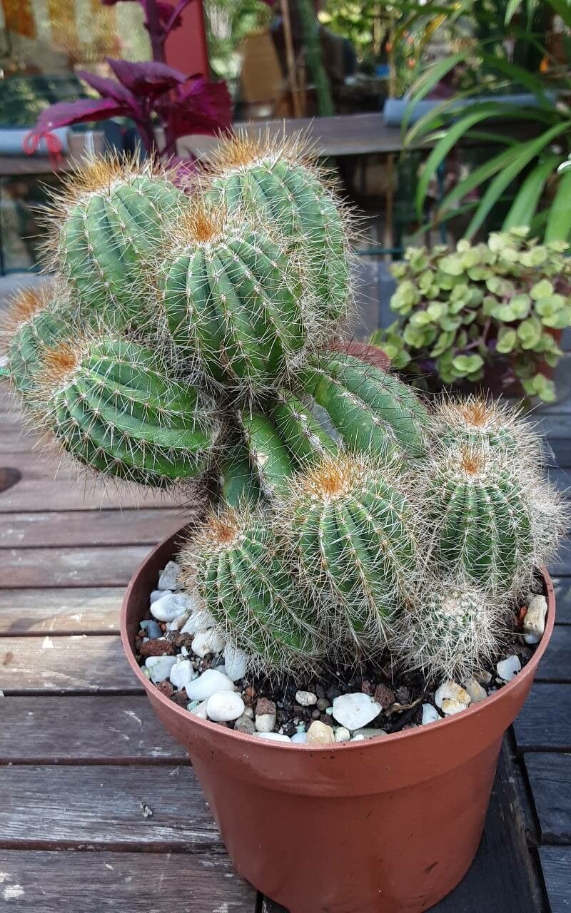 Parodia schumanniana bark