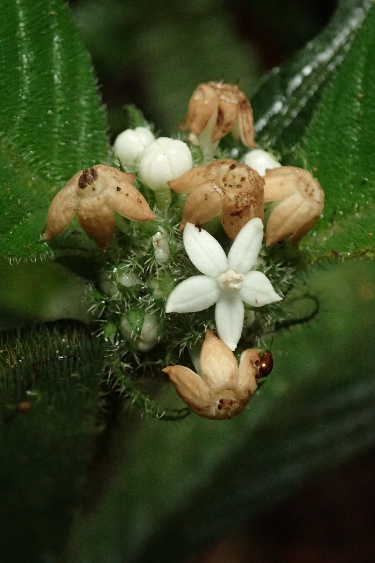 Psychotria hexamera flower