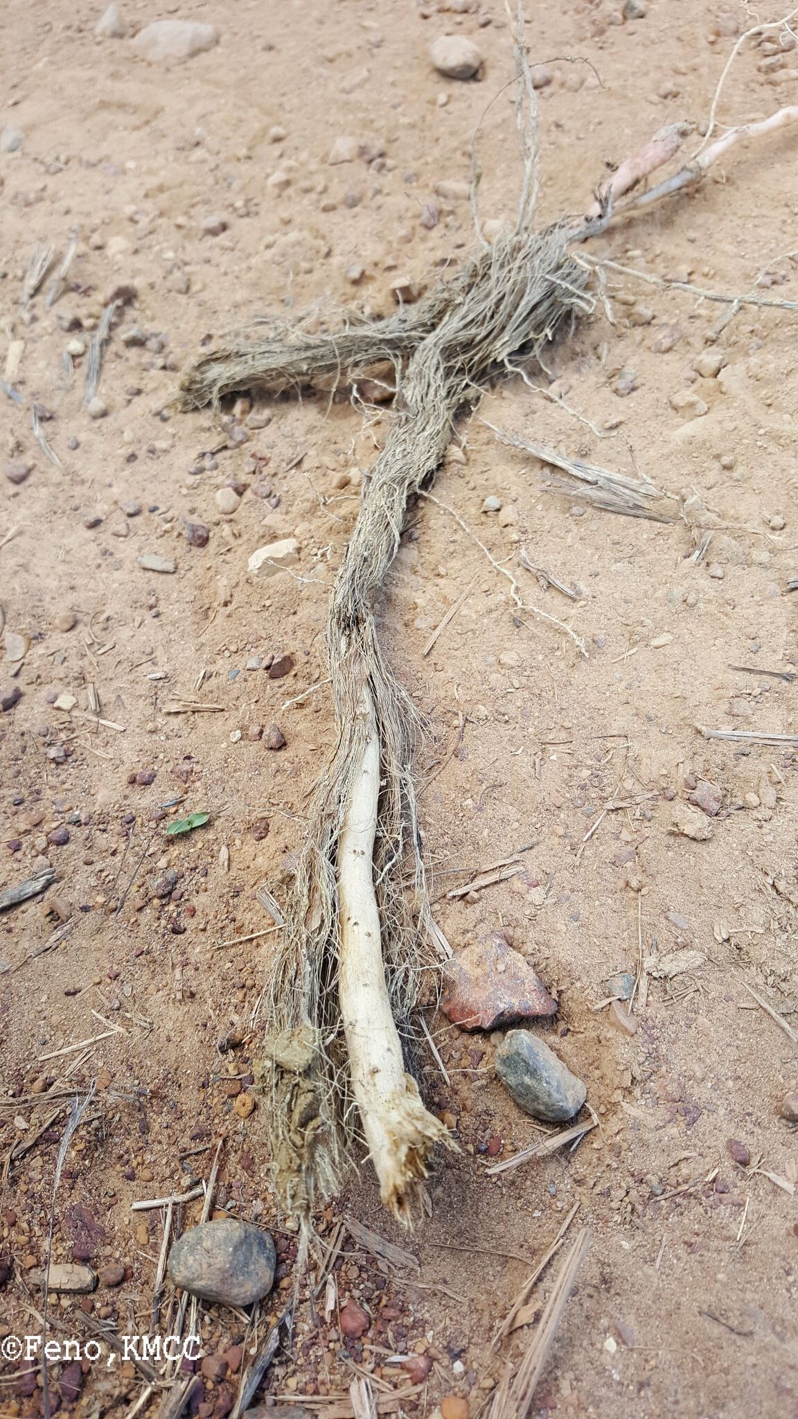 Dioscorea bemandry bark