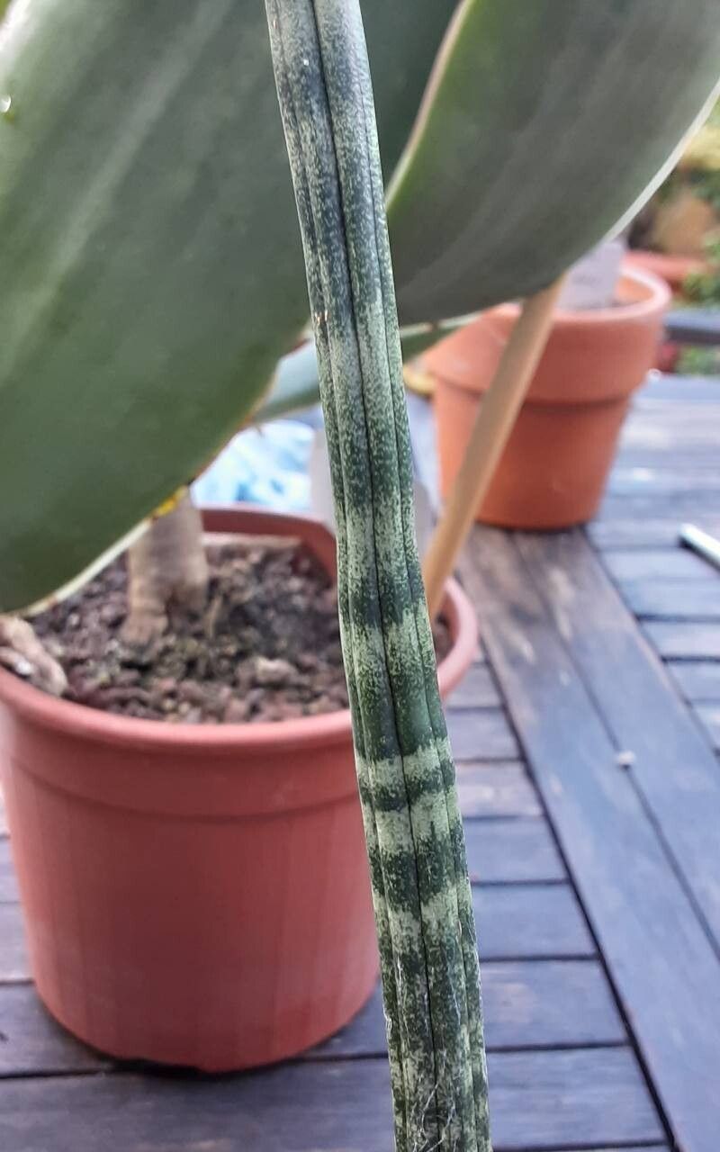 Dracaena suffruticosa — search result for 'Dracaena'