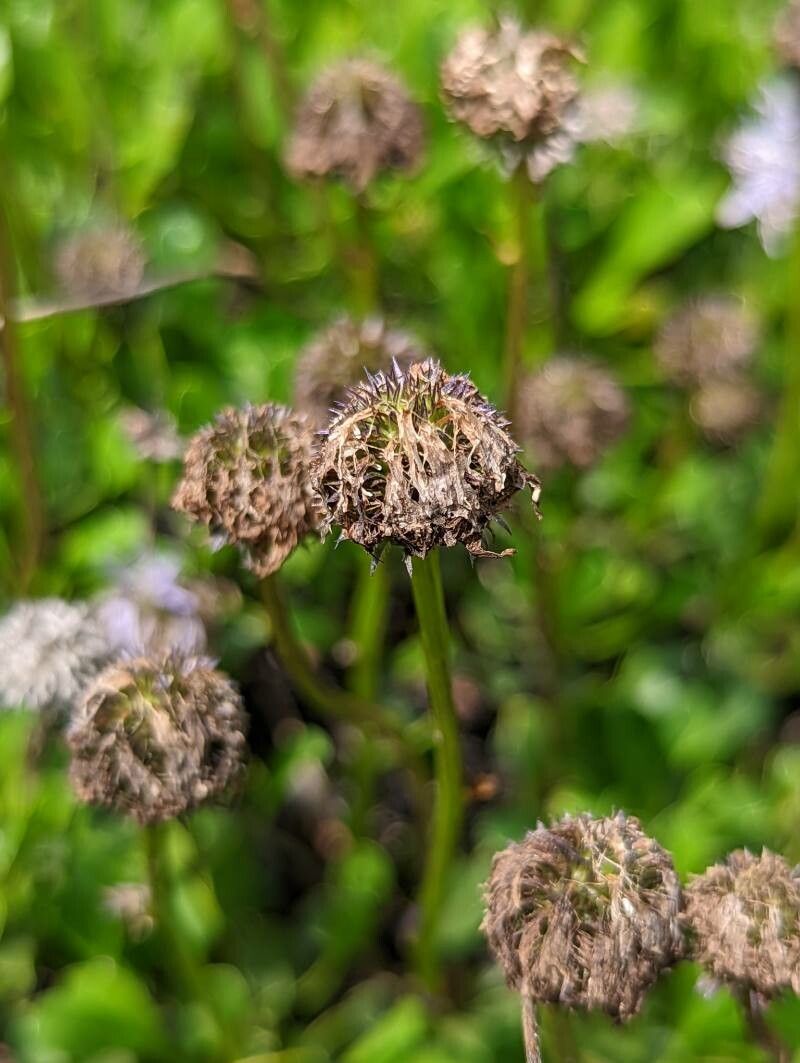 Globularia meridionalis fruit