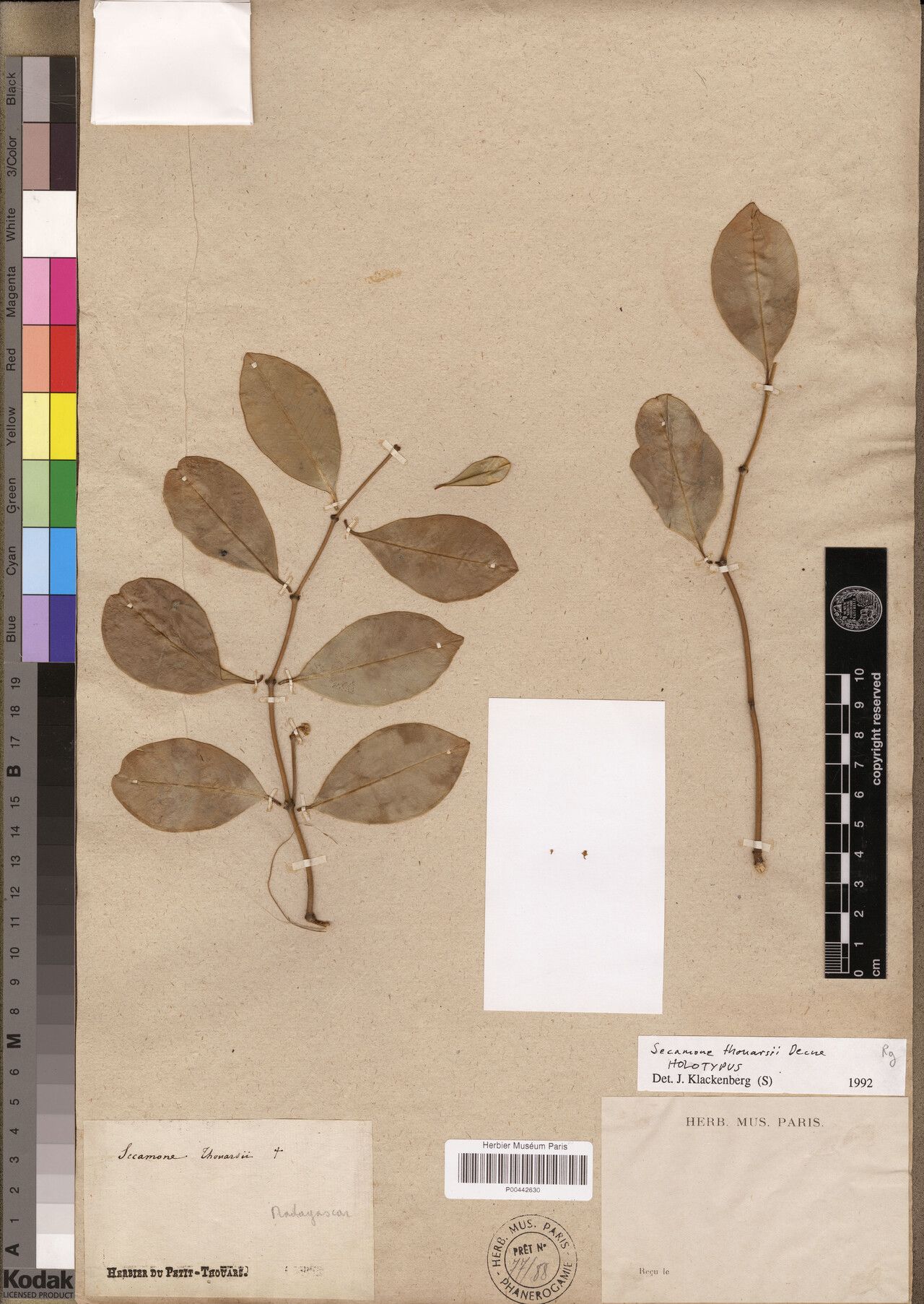 Secamone thouarsii — houseplant care guide