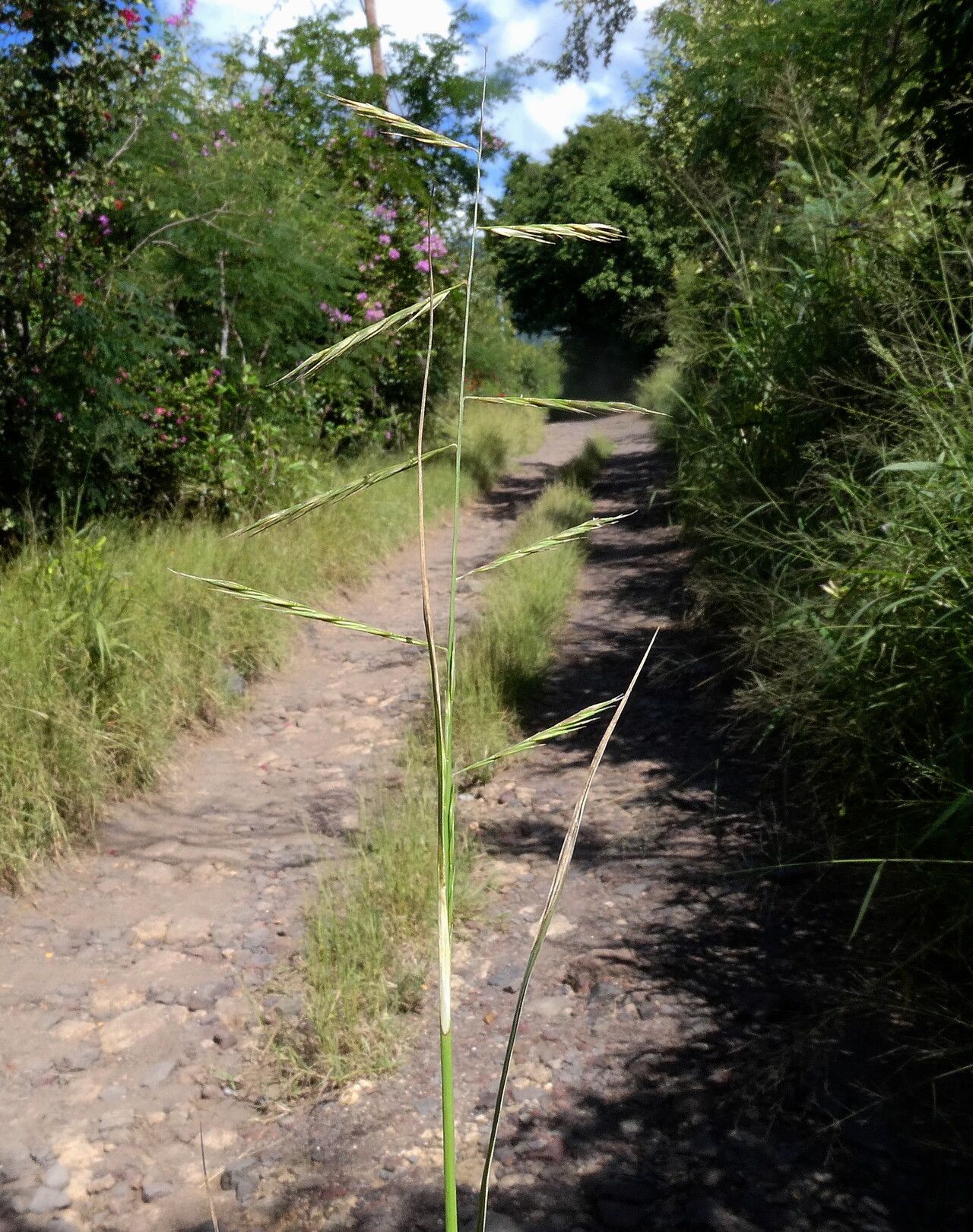 Bouteloua americana flower