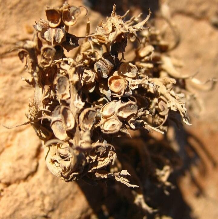 Anastatica hierochuntica flower
