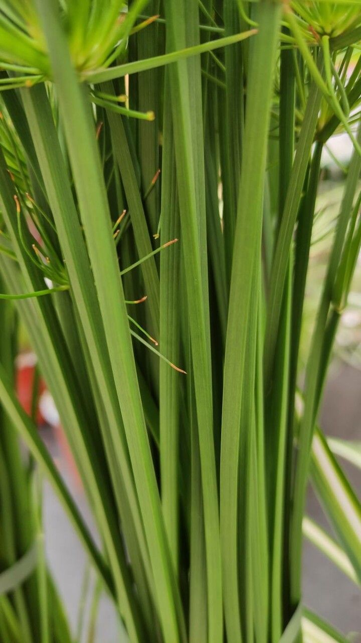 Cyperus haspan bark