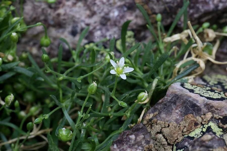 Moehringia grisebachii flower