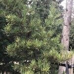 Podocarpus macrophyllus