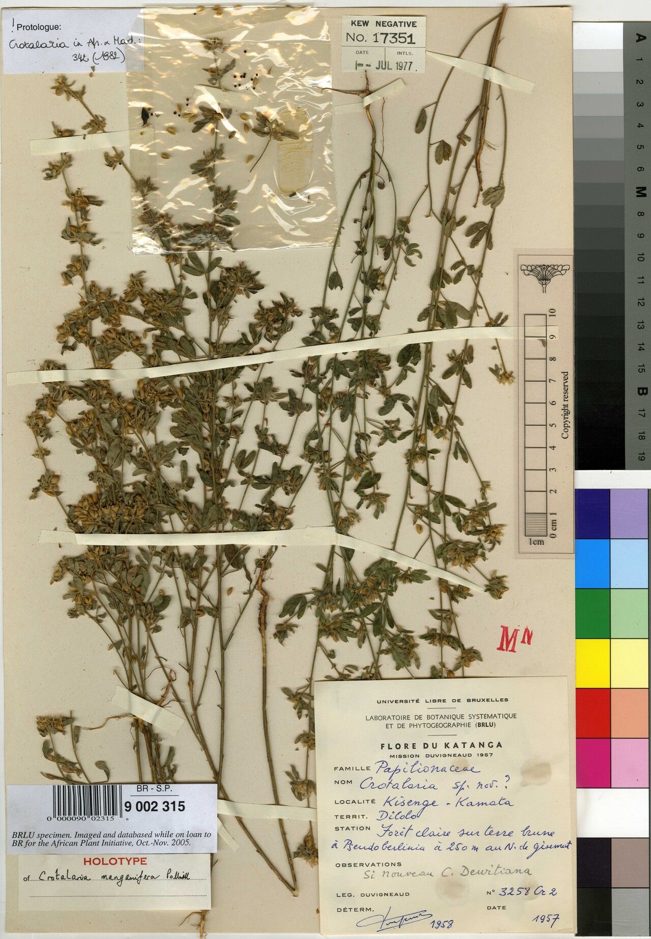 Crotalaria manganifera — houseplant care guide