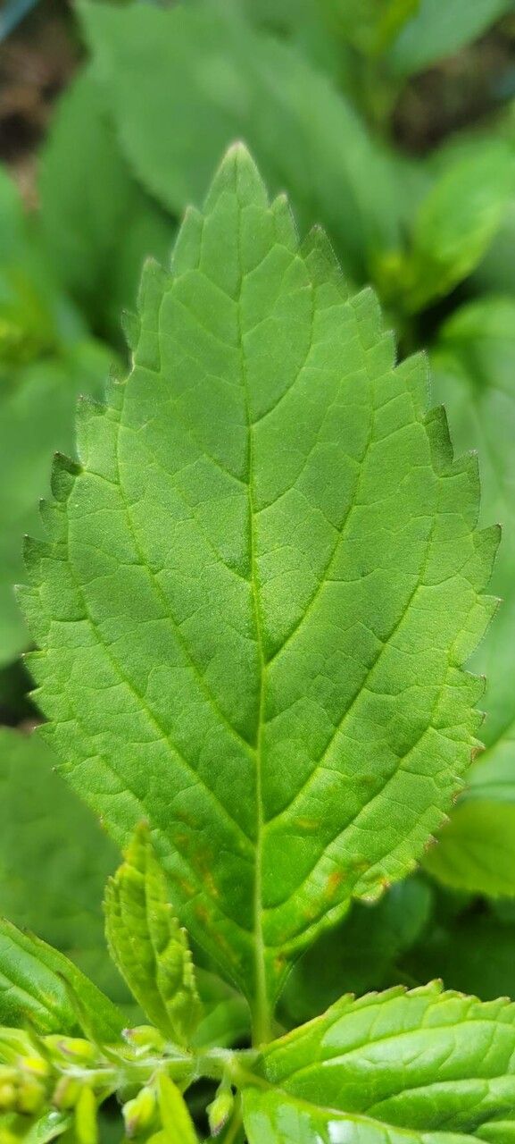 Scutellaria serrata leaf