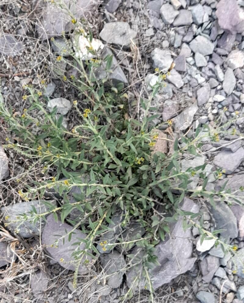 Euploca campestris habit