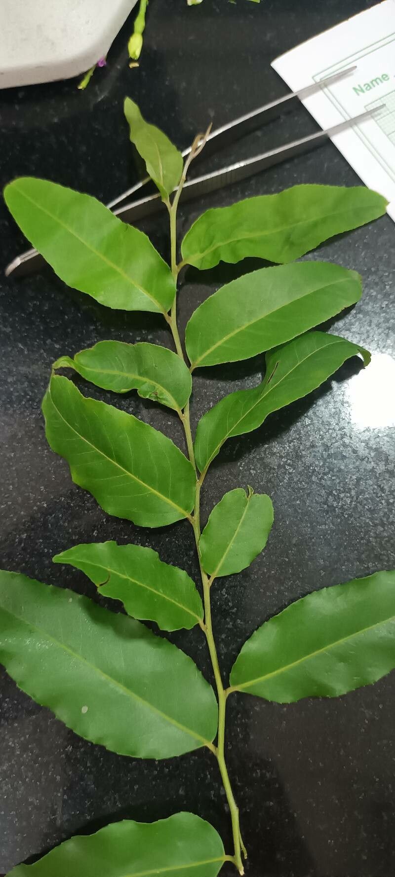Putranjiva roxburghii leaf