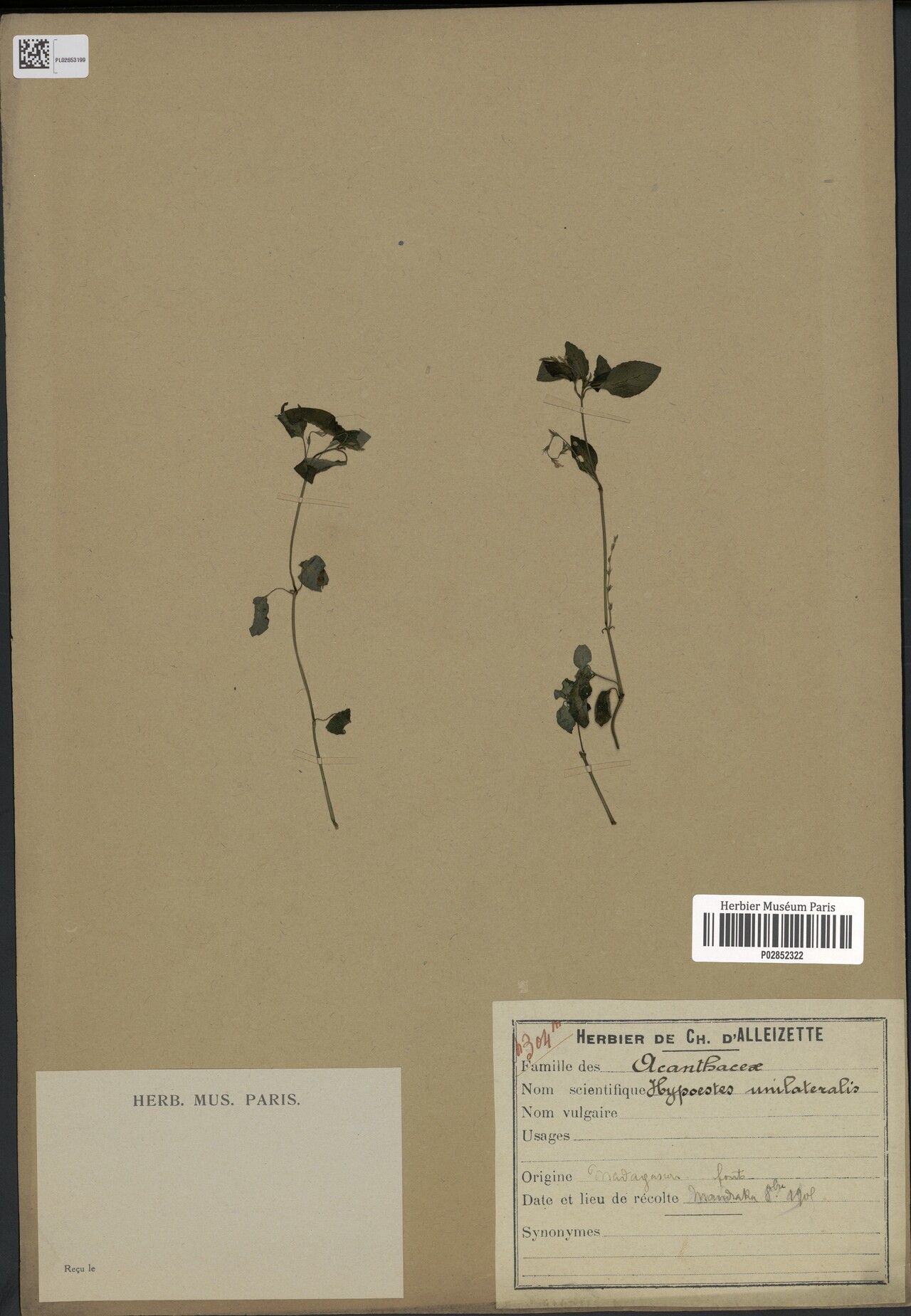 Hypoestes unilateralis — houseplant care guide