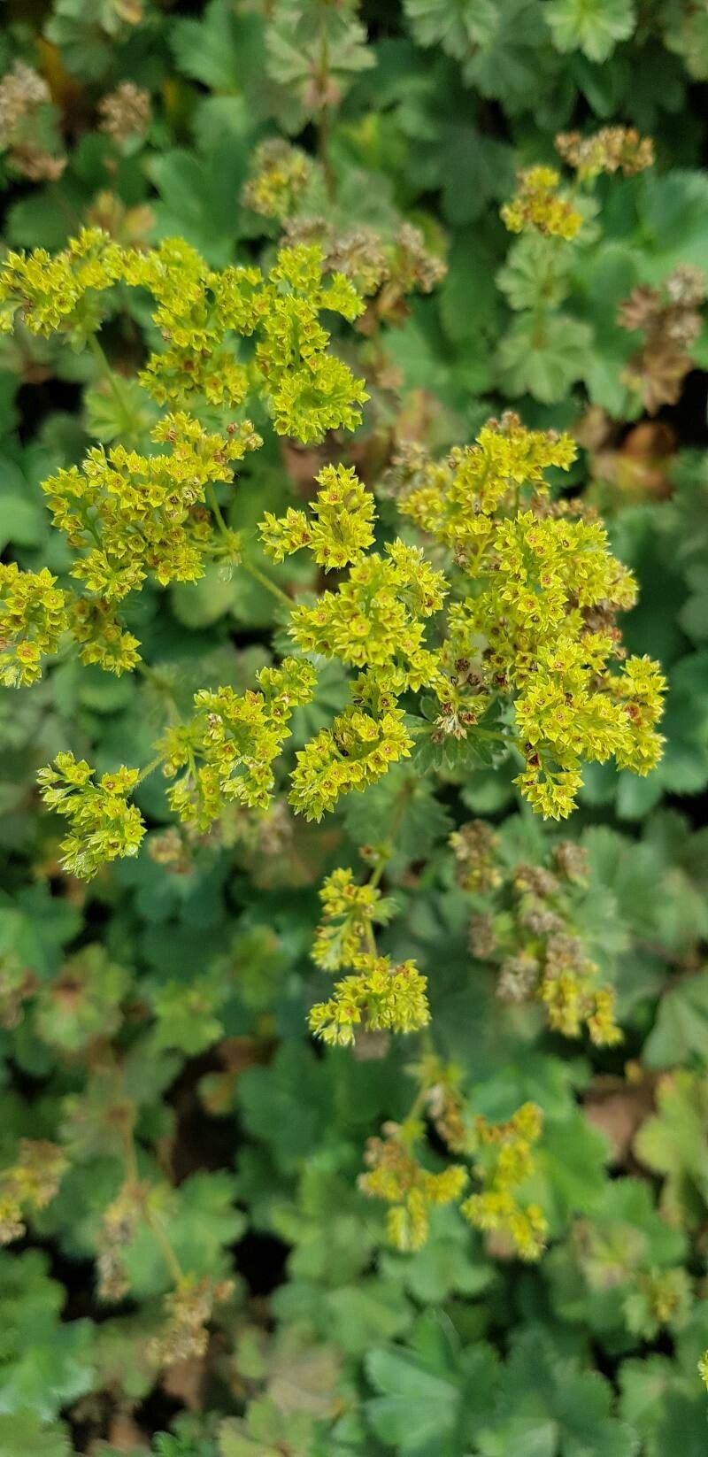 Alchemilla faeroensis flower