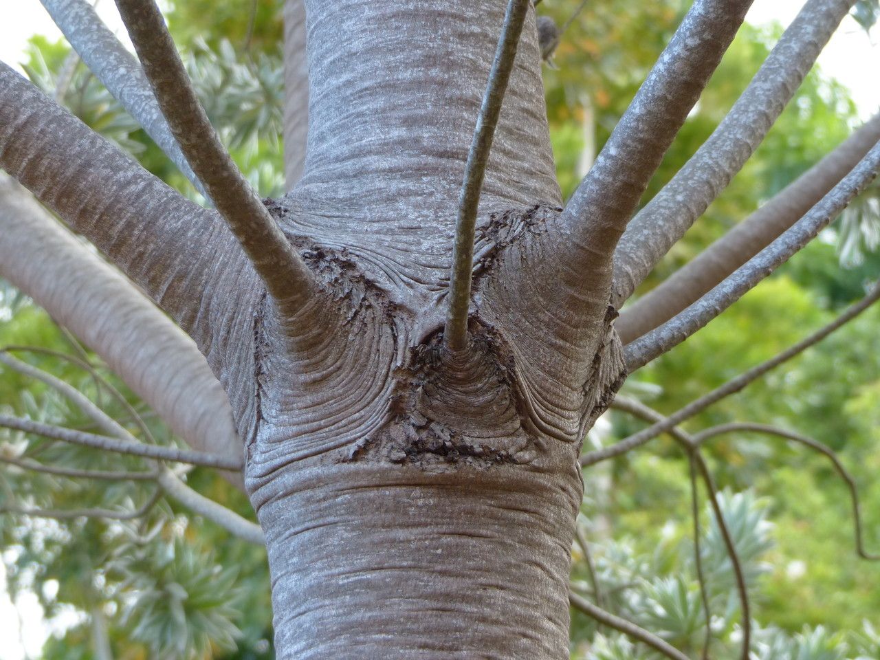 Leucadendron argenteum bark