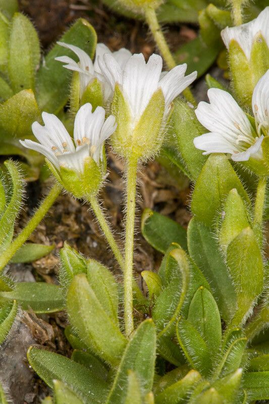 Cerastium uniflorum bark