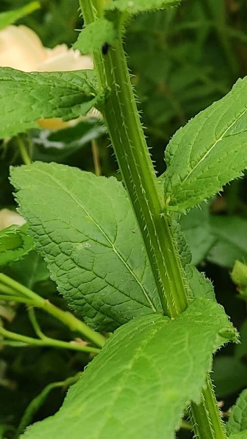 Campanula lactiflora bark