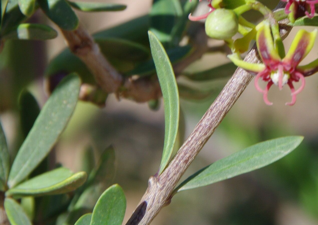 Periploca angustifolia bark