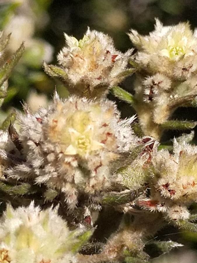 Phylica nitida flower