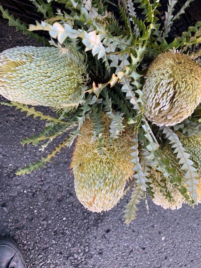 Banksia speciosa flower