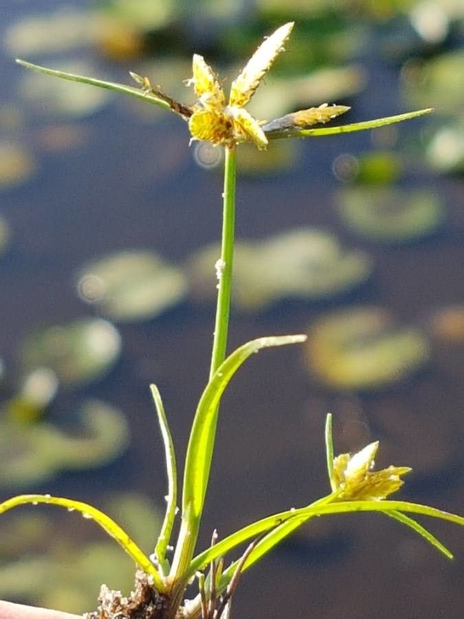 Cyperus flavescens fruit