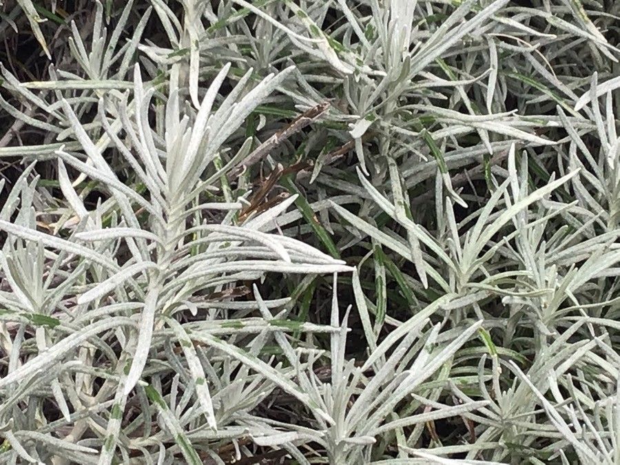 Helichrysum thianschanicum leaf