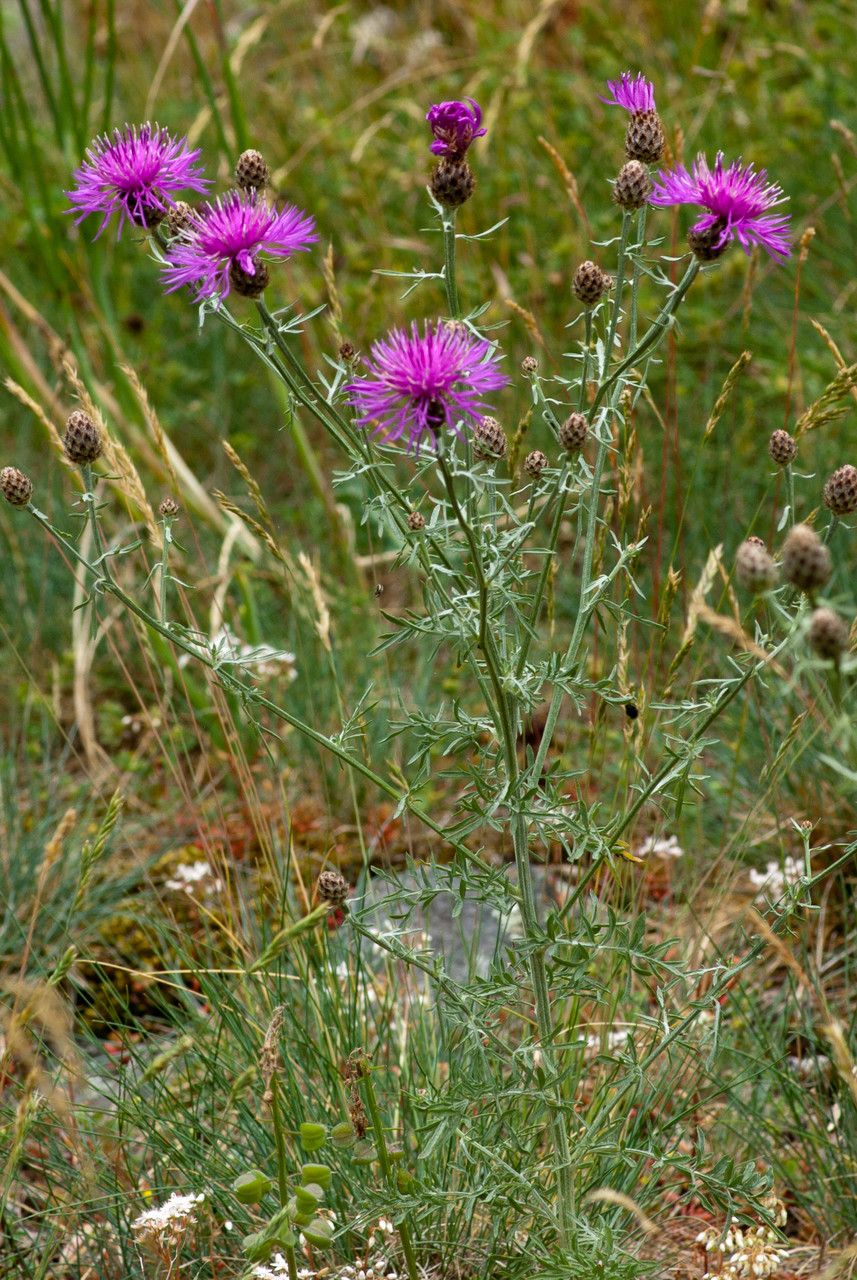 Centaurea maculosa habit