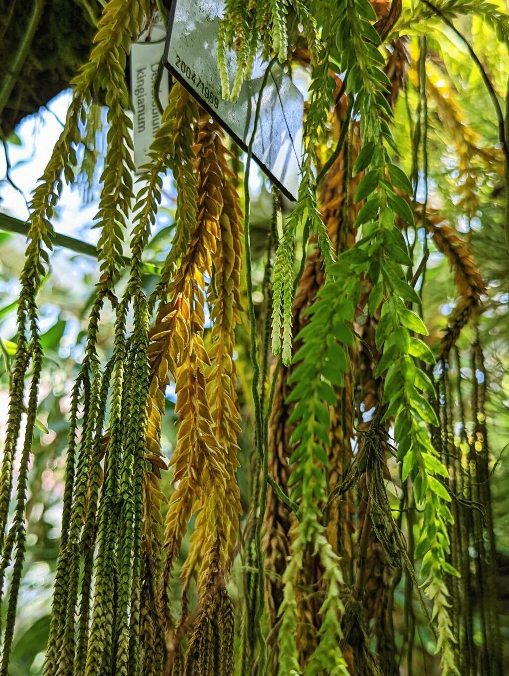 Huperzia ophioglossoides leaf