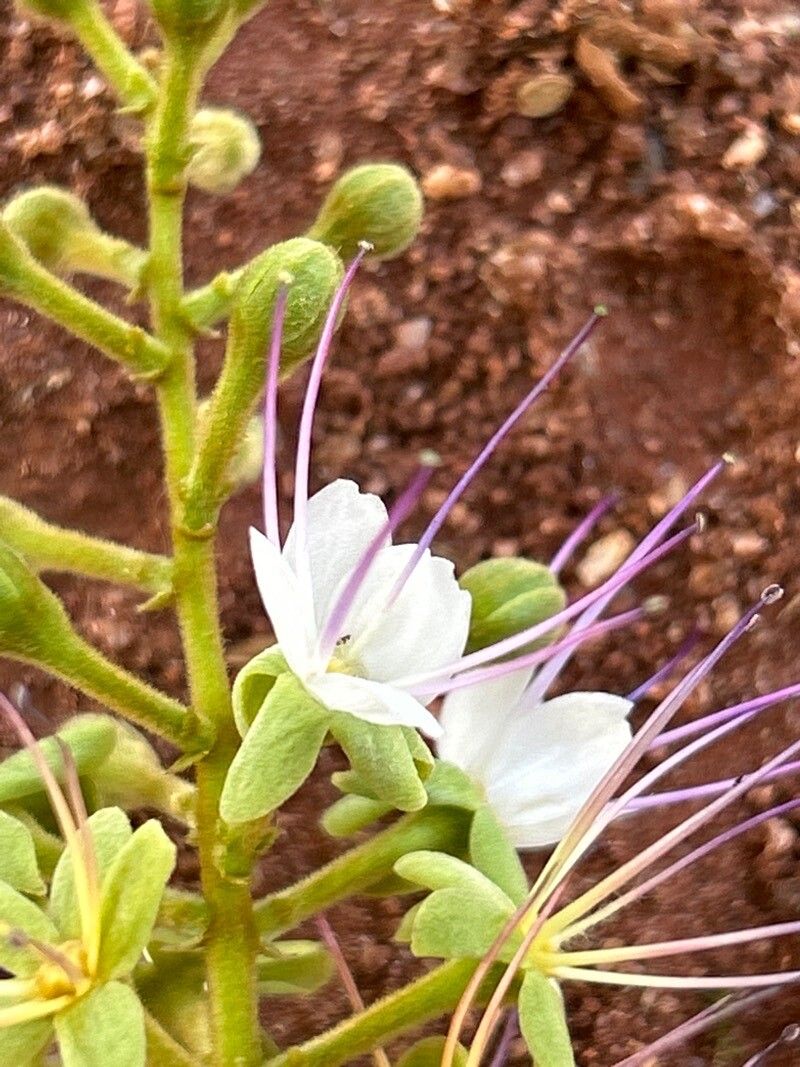 Hirtella hebeclada flower
