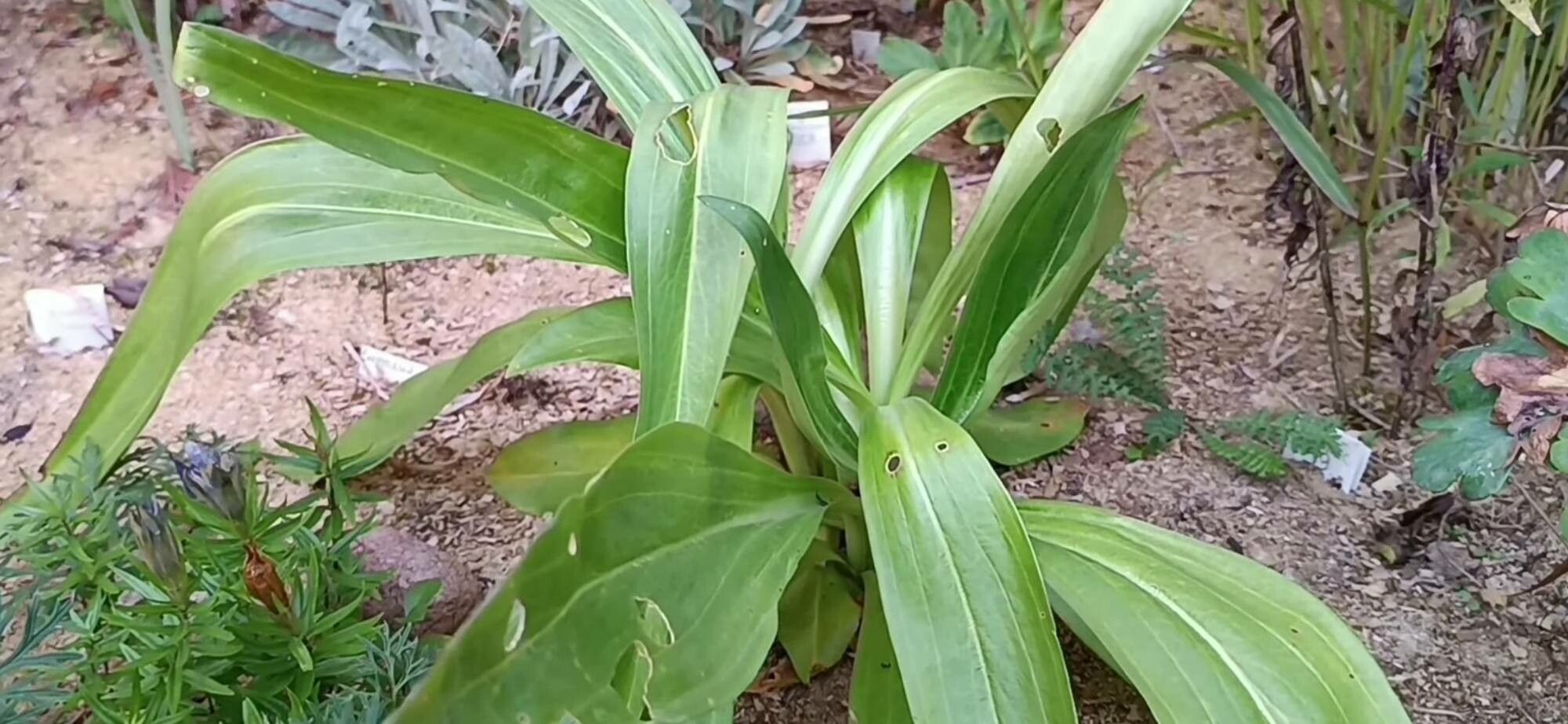 Gentiana dendrologi — houseplant care guide