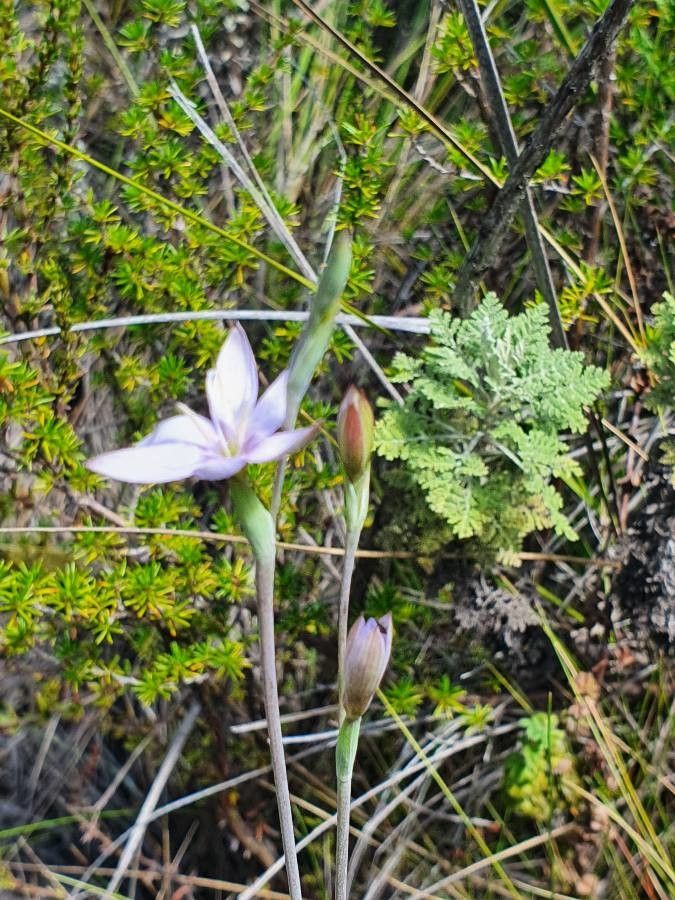 Hesperantha petitiana habit