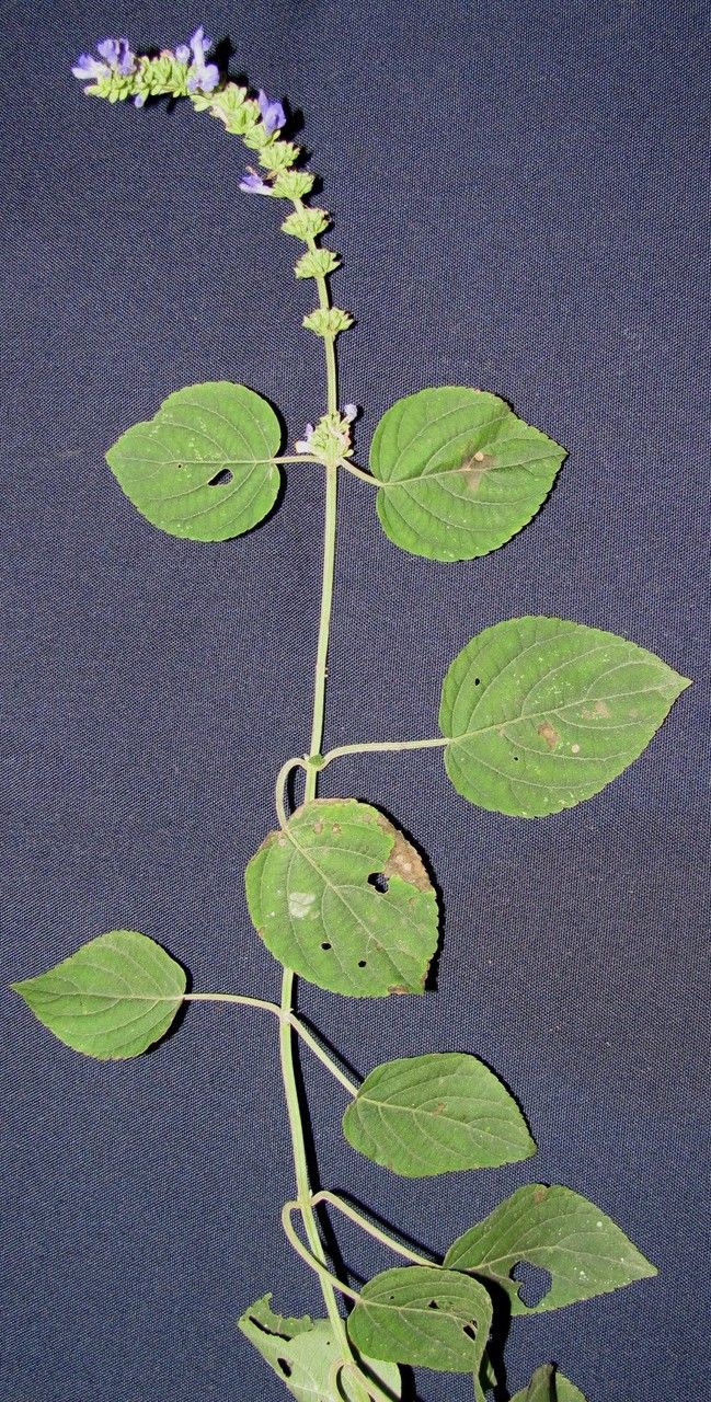 Salvia polystachia — houseplant care guide