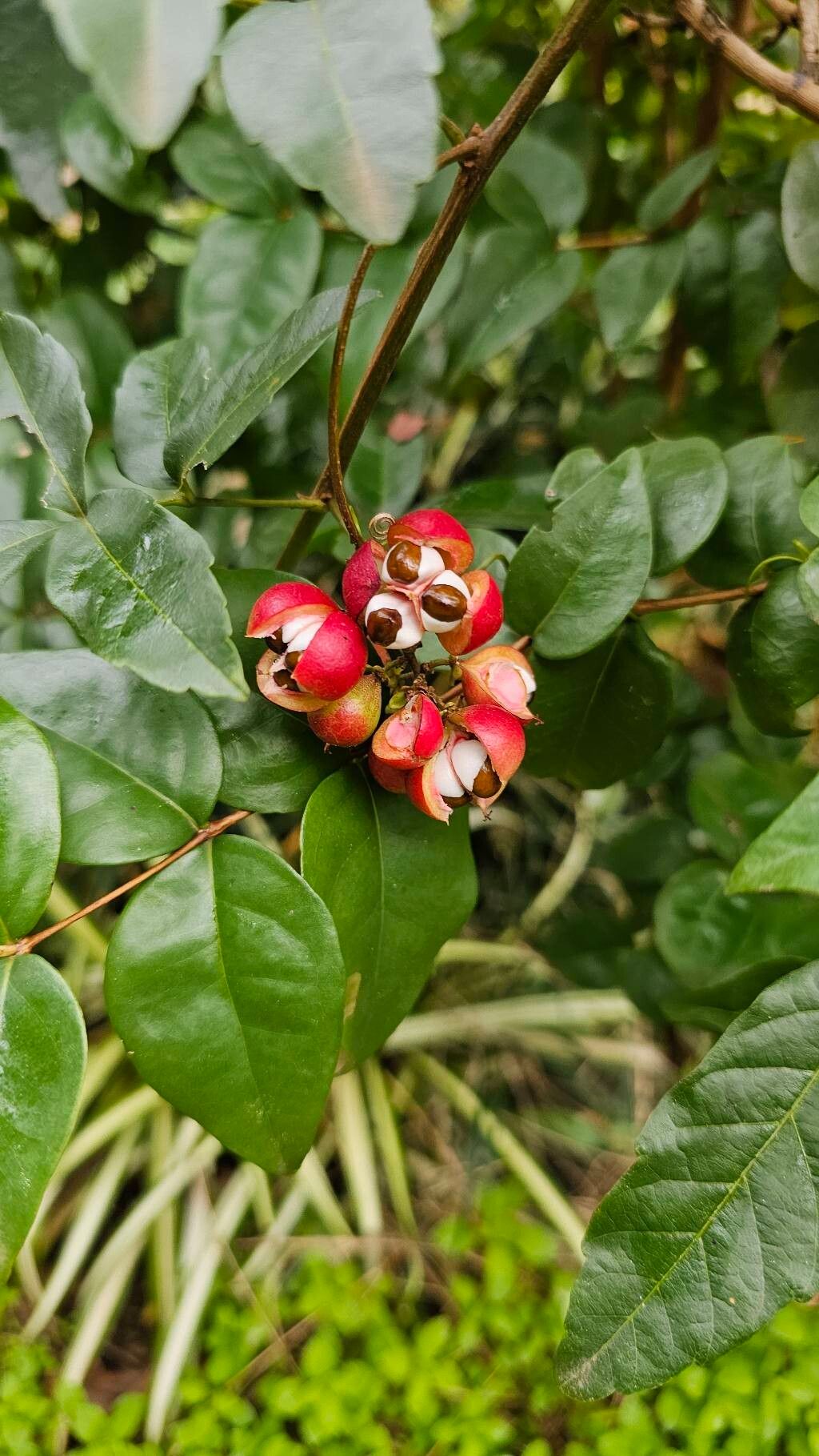 Paullinia meliifolia fruit