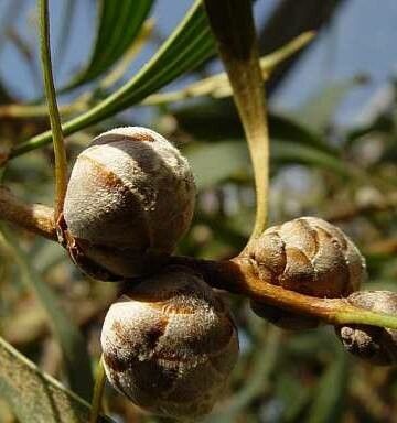 Hakea laurina flower