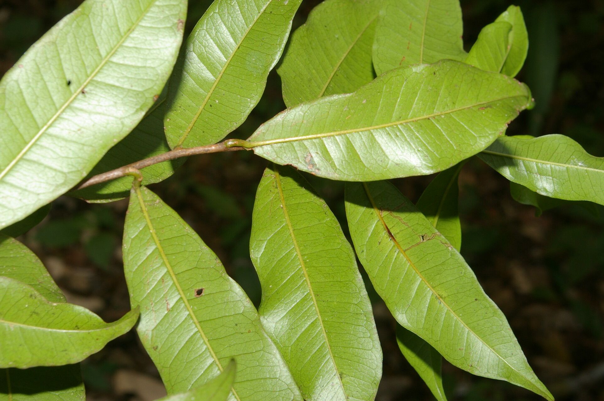 Sideroxylon persimile leaf