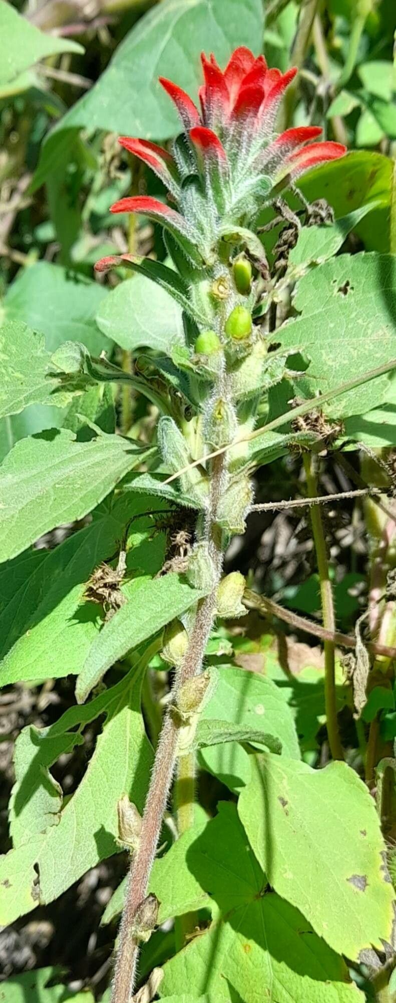Castilleja arvensis habit