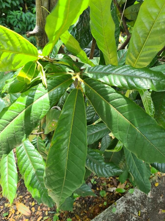 Uvaria grandiflora — search result for 'Annonaceae'