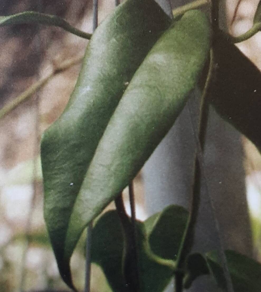 Hoya buotii — search result for 'Hoya'