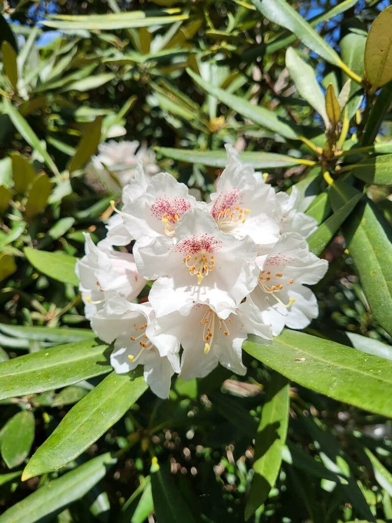 Rhododendron formosanum flower