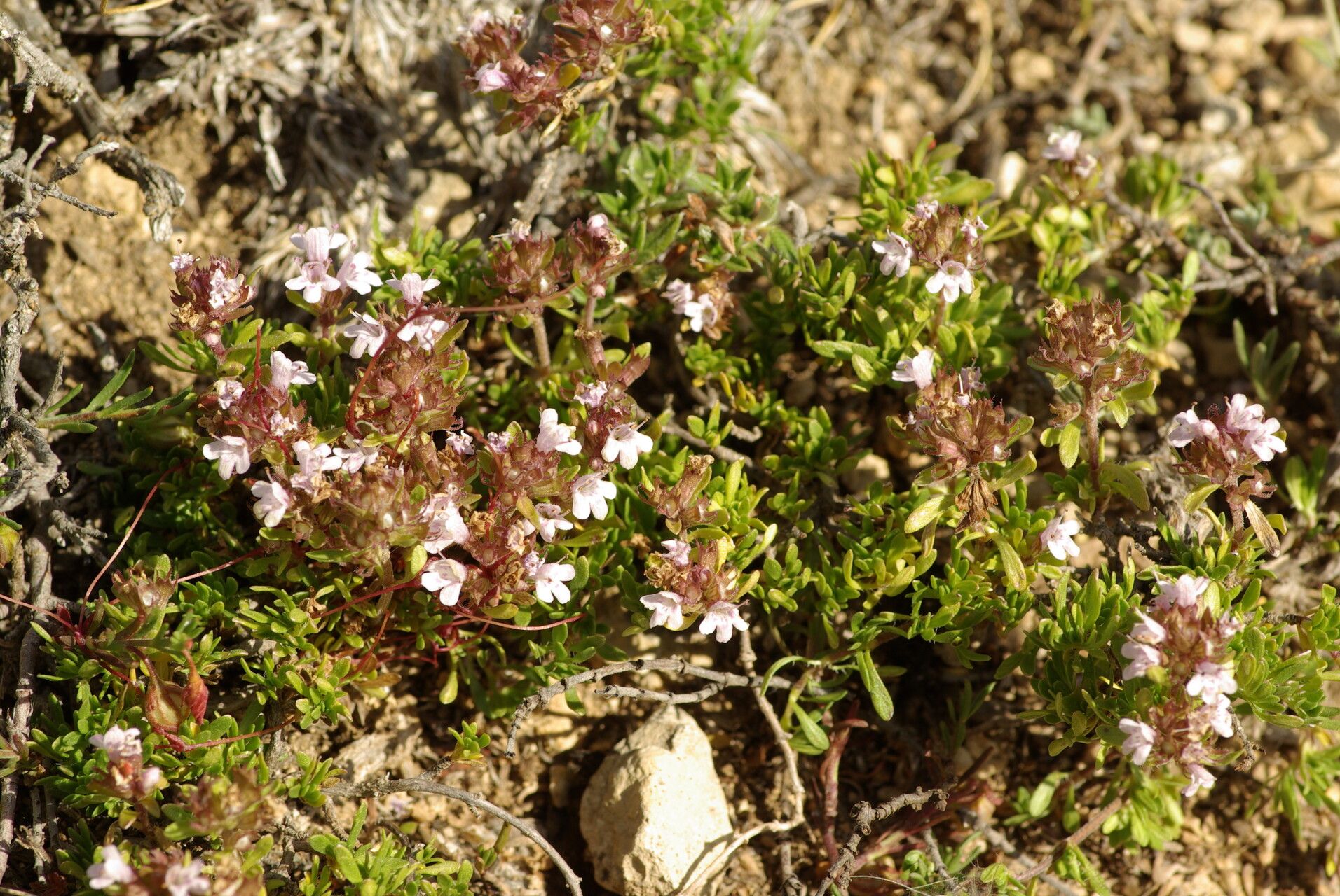 Thymus leptophyllus — search result for 'Thymus'