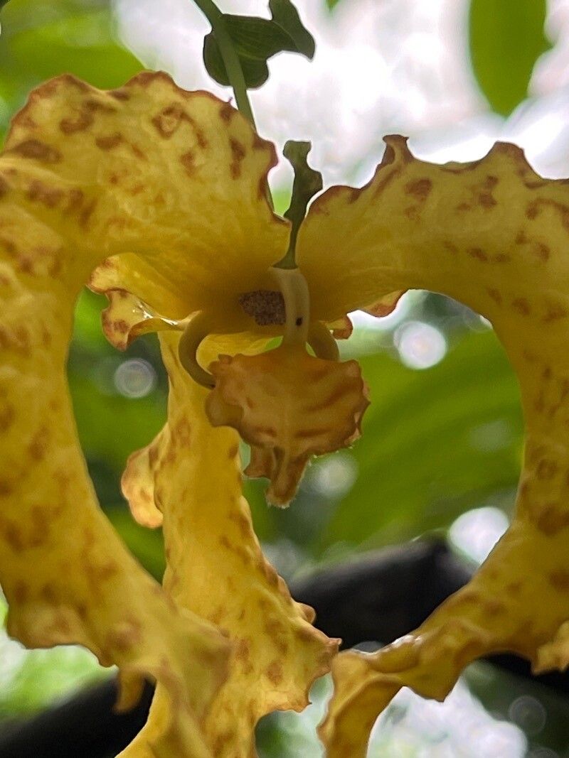 Monodora crispata flower