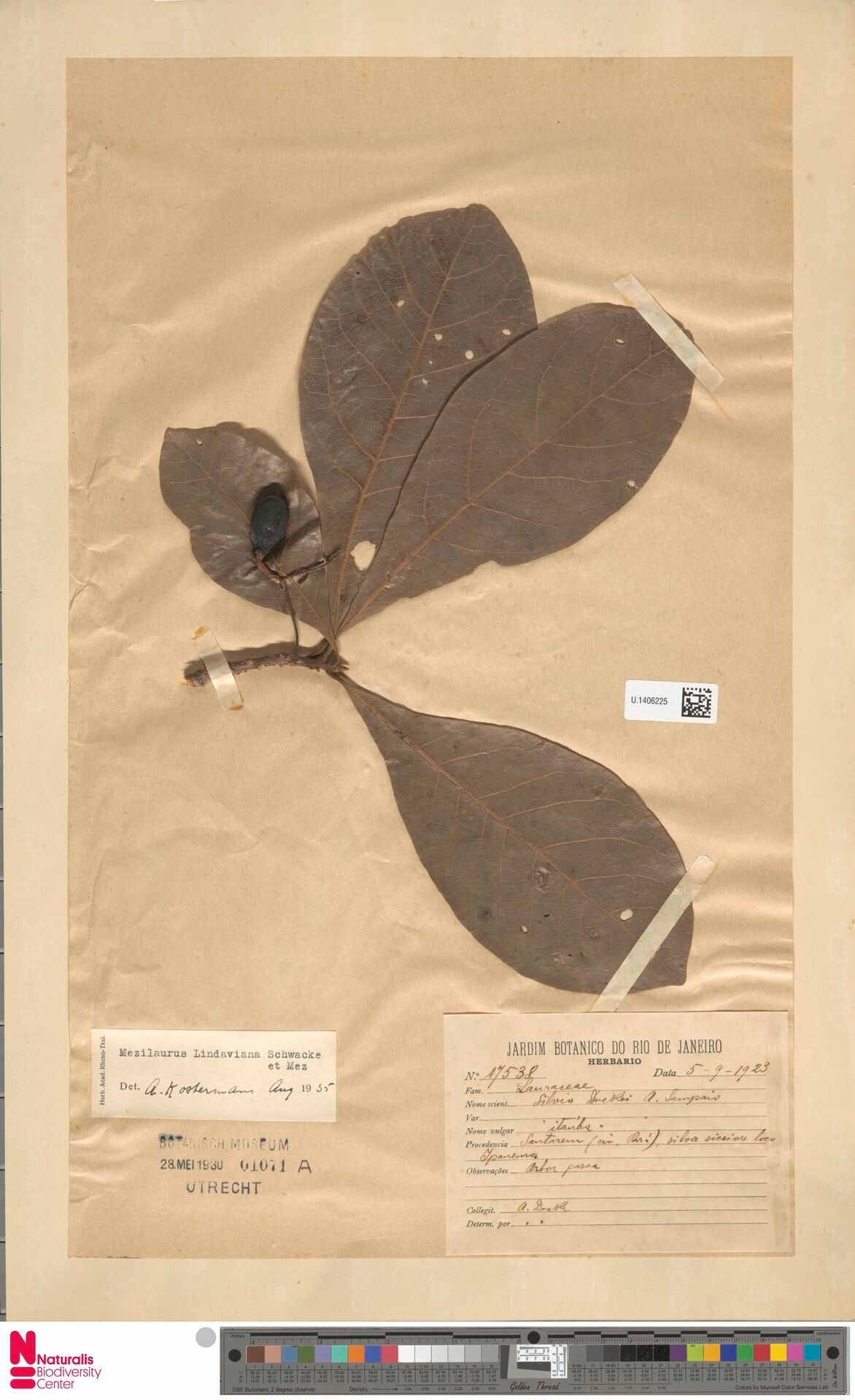 Mezilaurus lindaviana fruit