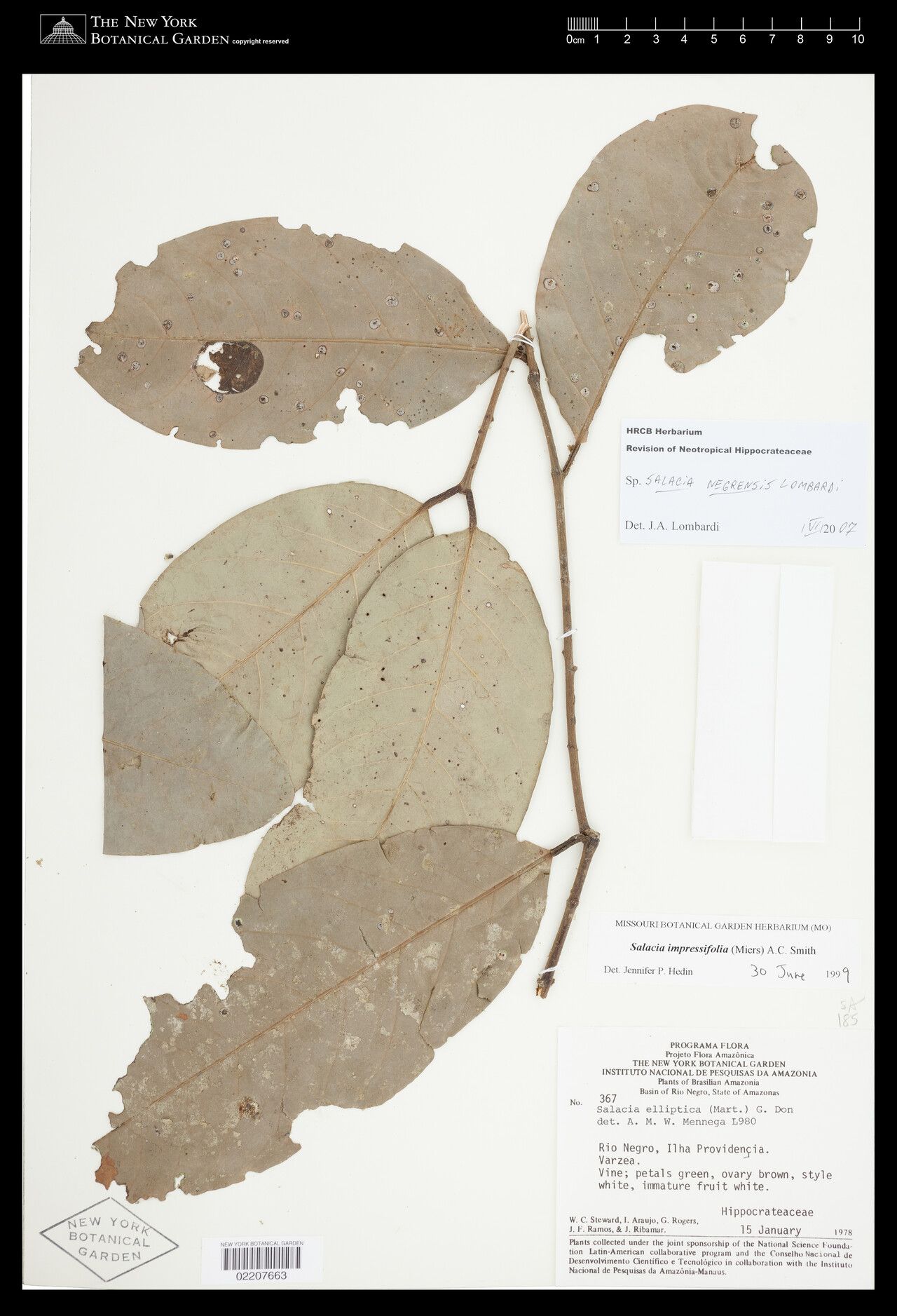 Salacia negrensis — houseplant care guide