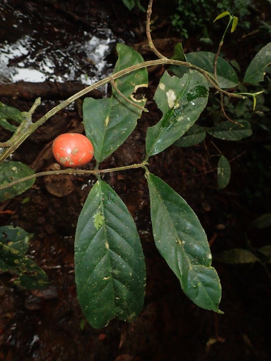 Salacia mamba — houseplant care guide