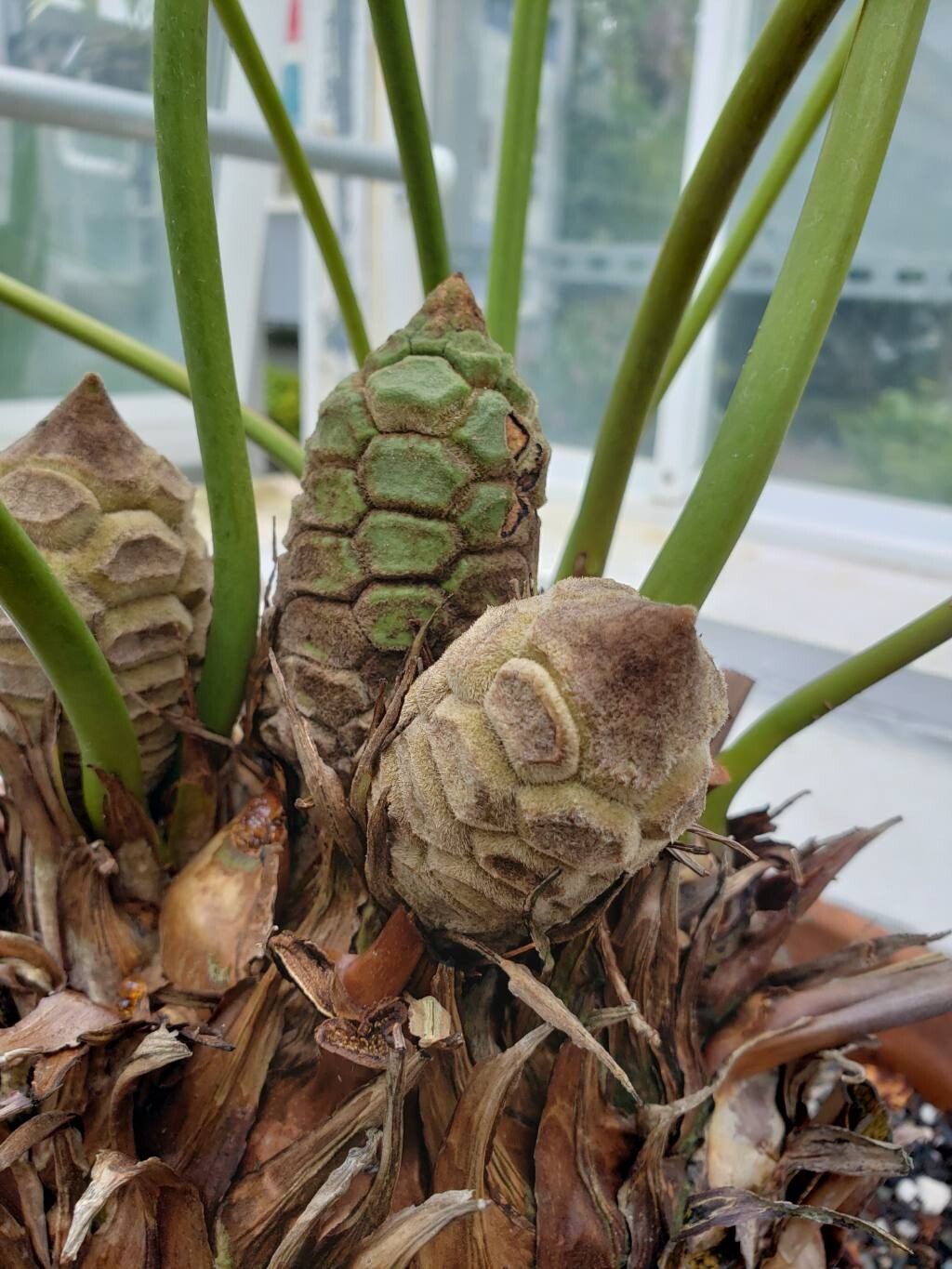 Microcycas calocoma other