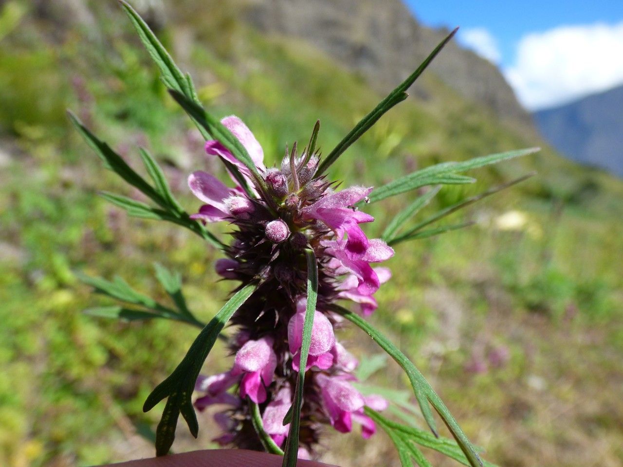 Leonurus sibiricus flower