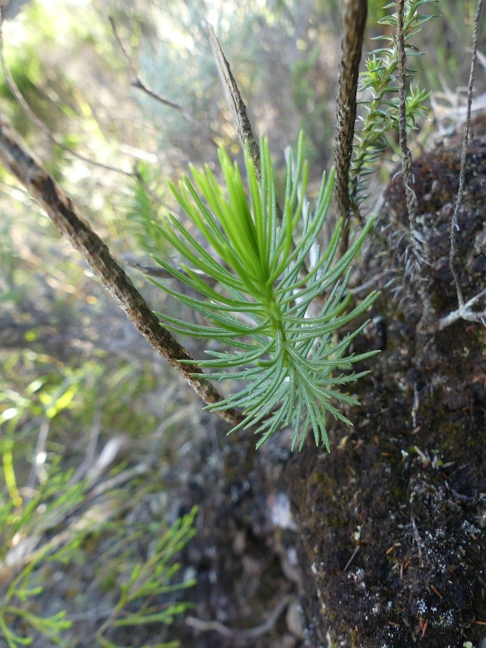 Faujasia pinifolia habit