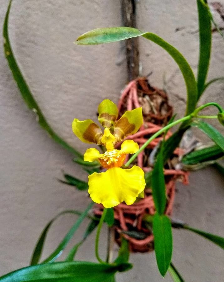 Gomesa uniflora — houseplant care guide