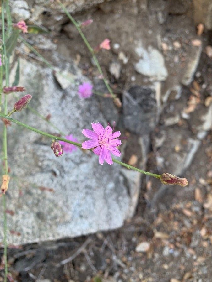 Stephanomeria virgata flower