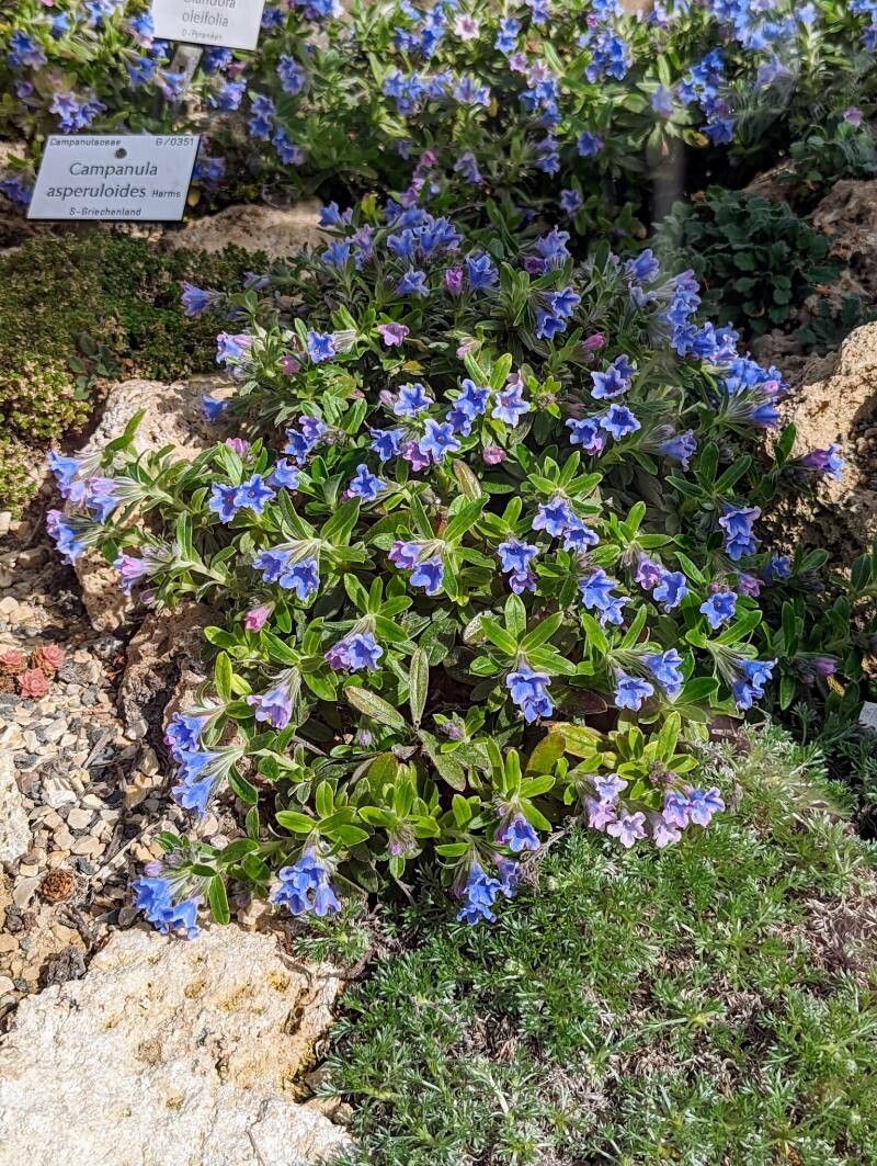 Glandora oleifolia flower