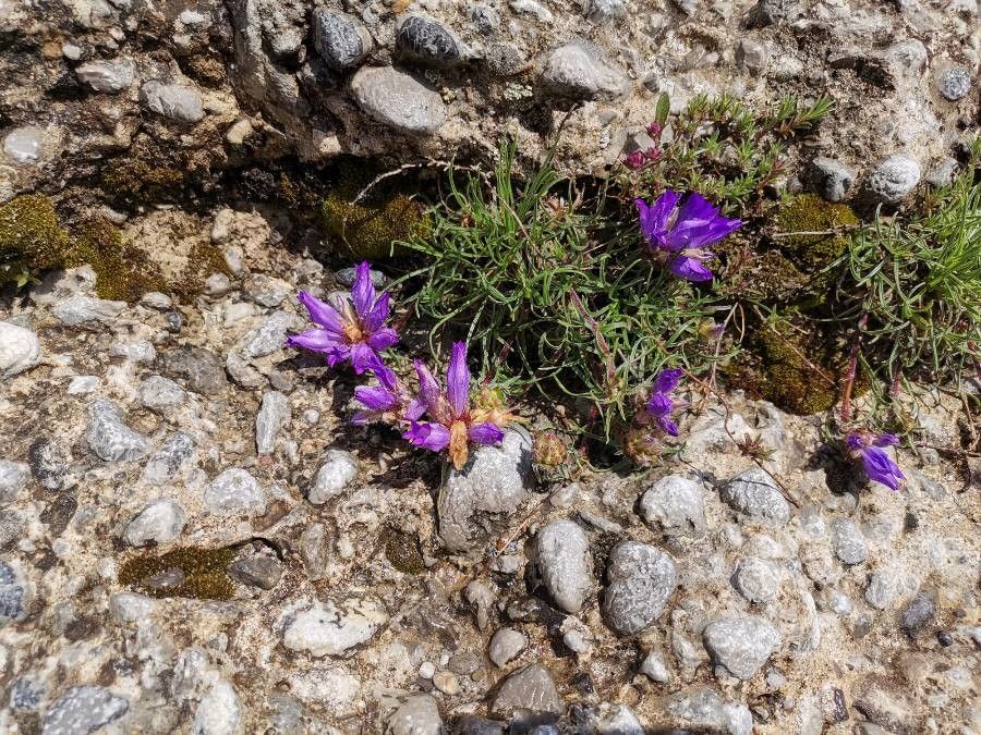 Edraianthus serpyllifolius flower